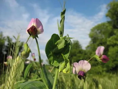 a group of pink flowers in a field at Le Moulin du Barthas in Montredon-Labessonnié