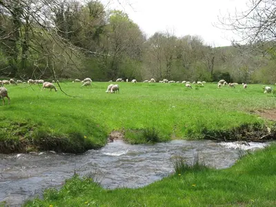 a herd of sheep grazing in a field next to a stream at Le Moulin du Barthas in Montredon-Labessonnié