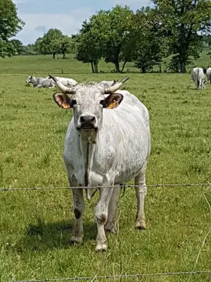 a white cow standing in a field behind a fence at Le Gîte Dame Nature in La Tourette-Cabardès