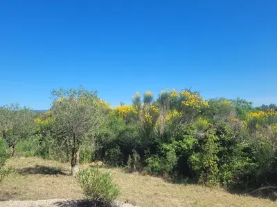 a group of trees and bushes with yellow flowers at Casa Allègre in Aigne