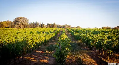 a field of soybean plants with the sun in the background at Marsanne cottage for 2 and 2 people in the heart of the vineyard in Badens