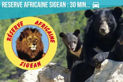 a bear and a lion and a baby bear on some rocks at Le Lovely Gruissanais - Balneo & Sauna in Gruissan