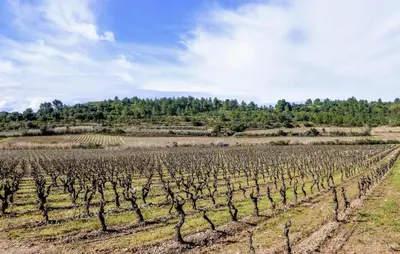 a field of vines with trees in the background at 2 Bedroom Lovely Home In Saint-Laurent-De-La-Ca in Saint-Laurent-de-la-Cabrerisse