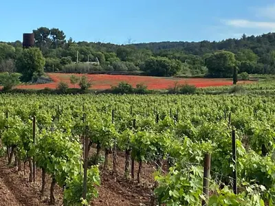 a vineyard with a bunch of green vines at Modern apartment large terrace and beautiful view in Quarante