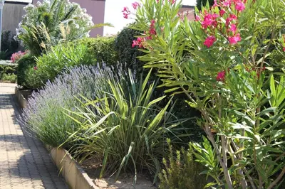 a garden with pink flowers and green plants at Maison studio mezzanine avec parking privé GN020-095 in Gruissan