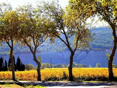 a group of trees in front of a field at Maison de Maitre Comfortable holiday residence in Ferrals-lès-Corbières