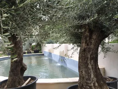 two trees in pots next to a swimming pool at la redorte 25 in La Redorte