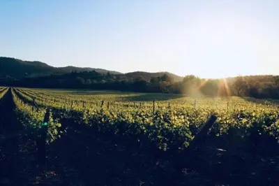 a field of vines with the sun shining through them at La Maison de l'Aqueduc - 4 pers au cœur des vignes - in Cournanel