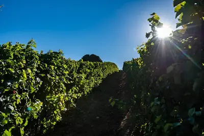 a vineyard with the sun shining through the vines at La Maison du Figuier - 4 pers entre Vignes & Rivière - in Cournanel