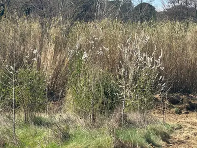 a field of tall grass with white flowers in it at La petite Chaumière in Bouilhonnac