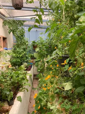 a greenhouse filled with lots of plants and flowers at Gîte de l'oiseau bleu in Lautrec