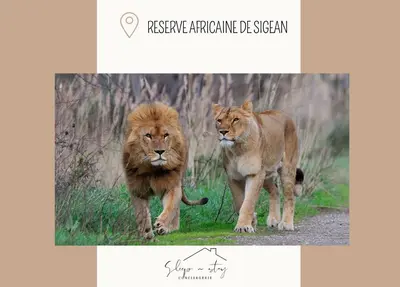 two lions walking down a dirt road at Apartment Jeanne in Carcassonne