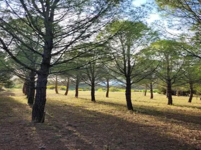 a row of trees in a grass field at Modern Villa with Heated Pool in Beaufort