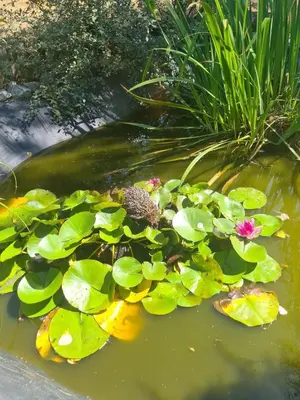 a pond filled with lots of green leaves and flowers at gîtes Studio de tourisme du Domaine Piscine Spa Balnéo in Lescout