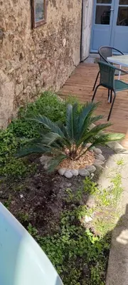a palm tree in a yard next to a bench at Le 9 de Cour, Chambre Kiwi in Carcassonne