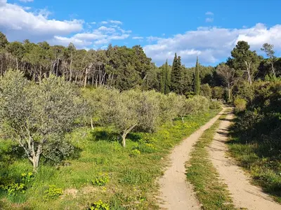 a dirt road in the middle of a field with trees at Gîte de l'arbre perché à Langel in Armissan