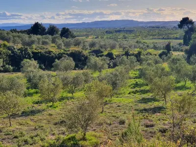 a view of a field with trees and bushes at Gîte du parc à Langel in Armissan