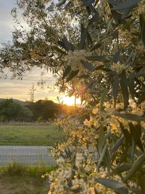 a tree with flowers in front of a field at Gîte Romarin avec SPA in Saint-Jean-de-Barrou